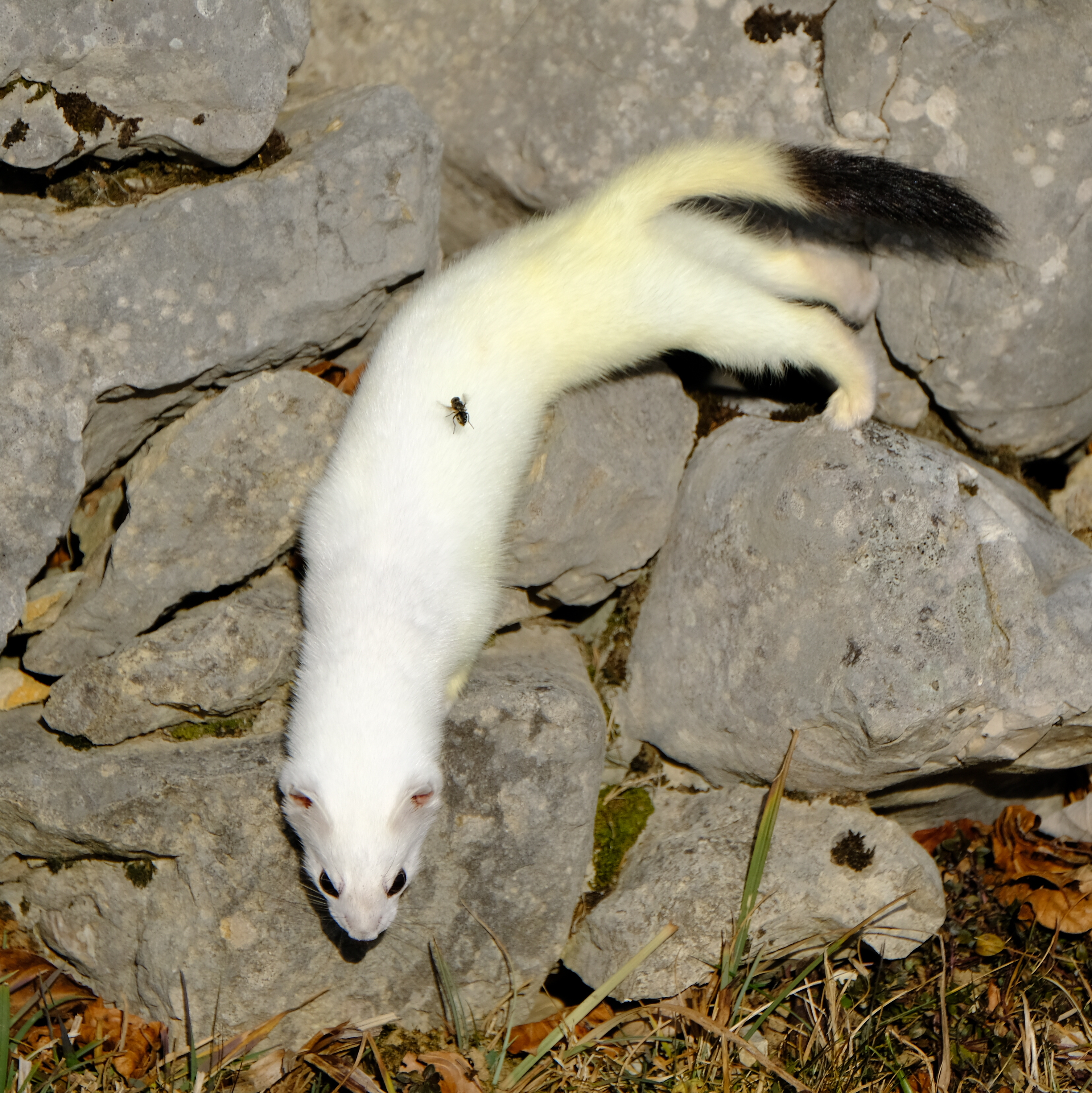 Ermine creeping down a wall